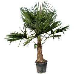 GROW By OBI Hanfpalme XXL Ca. 140 - 160 Cm Trachycarpus Fortunei