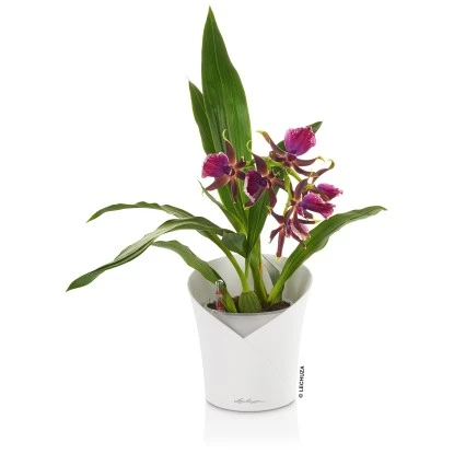 Lechuza Pflanzgefäß Orchidea Color Ø 18 Cm X 20 Cm Weiß Matt 8 Lechuza Pflanzgefäß Orchidea Color Ø 18 Cm X 20 Cm Weiß Matt – Bild 6