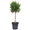 GROW By OBI Olivenbaum Halbstamm Ca. 90 Cm Topf Ca. 18 L Olea Europaea
