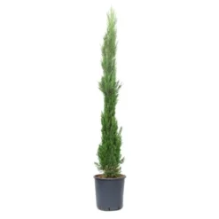 GROW By OBI Toskana-Zypresse Ca. 175/200 Cm Topf Ca. 25 L Cupressus Sempervirens