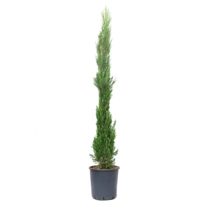 GROW By OBI Toskana-Zypresse Ca. 175/200 Cm Topf Ca. 25 L Cupressus Sempervirens 3 GROW By OBI Toskana-Zypresse Ca. 175/200 Cm Topf Ca. 25 L Cupressus Sempervirens