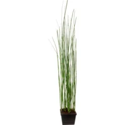 OBI Teichschachtelhalm Topf-Ø Ca. 28 Cm Equisetum Japonicum