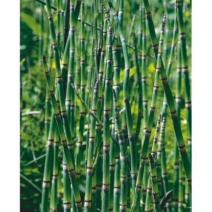 OBI Teichschachtelhalm Topf-Ø Ca. 28 Cm Equisetum Japonicum 4 OBI Teichschachtelhalm Topf-Ø Ca. 28 Cm Equisetum Japonicum – Bild 2