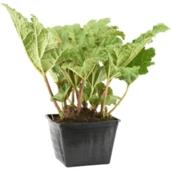 OBI Mammutblatt Topf-Ø Ca. 28 Cm Gunnera Manicata