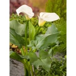 OBI Zantedeschie Weiß Topf-Ø Ca. 28 Cm Zantedeschia Aethiopica