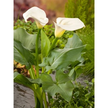 OBI Zantedeschie Weiß Topf-Ø Ca. 28 Cm Zantedeschia Aethiopica 3 OBI Zantedeschie Weiß Topf-Ø Ca. 28 Cm Zantedeschia Aethiopica