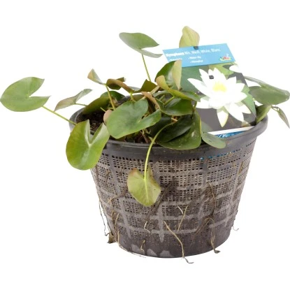 OBI Seerose Weiß Topf-Ø Ca. 40 Cm Nymphaea 3 OBI Seerose Weiß Topf-Ø Ca. 40 Cm Nymphaea