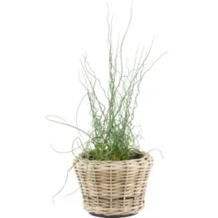 OBI Flechtkorb Mit Korkenzieher Binse Braun Topf-Ø Ca. 30 Cm Juncus Effusus