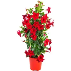 GROW By OBI Dipladenie "Sundevillea" Rot Pyramide Ca. 60 Cm - 80 Cm Mandevilla
