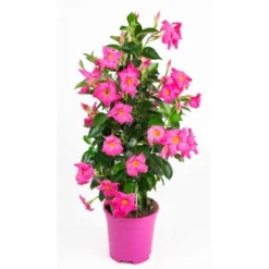 GROW By OBI Dipladenie "Sundevillea" Rosa Pyramide Ca. 60 Cm - 80 Cm Mandevilla