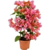 OBI Drillingsblume Orange Am Spalier Topf-Ø Ca. 14 Cm Bougainvillea Sandrina -Günstiges Heissner Geschäft 4017442025788 4883 1