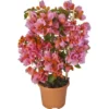 OBI Drillingsblume Orange Am Spalier Topf-Ø Ca. 17 Cm Bougainvillea Sandrina -Günstiges Heissner Geschäft 4017442025818 4883 1