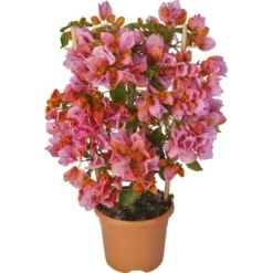 OBI Drillingsblume Orange Am Spalier Topf-Ø Ca. 17 Cm Bougainvillea Sandrina