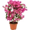 OBI Drillingsblume Rosa Am Spalier Topf-Ø Ca. 17 Cm Bougainvillea Sandrina