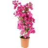 OBI Drillingsblume Sortiert Höhe Ca. 70 Cm Topf-Ø Ca. 19 Cm Bougainvillea