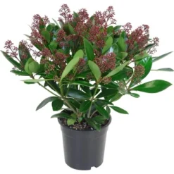 OBI Skimmie "Rubella" Topf-Ø Ca. 17 Cm Skimmia Japonica