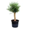 GROW By OBI Olivenbaum Halbstamm Ca. 50 Cm Topf Ca. 45 L Olea Europaea