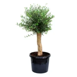GROW By OBI Olivenbaum Halbstamm Ca. 50 Cm Topf Ca. 45 L Olea Europaea