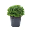 GROW By OBI Berg-Ilex "Glorie Gem" Kugel ø Ca. 35 Cm Topf Ca. 10 L Ilex Crenta 1 GROW By OBI Berg-Ilex "Glorie Gem" Kugel ø Ca. 35 Cm Topf Ca. 10 L Ilex Crenta -Günstiges Heissner Geschäft 4017442035657 4104 S 01
