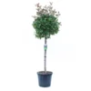 GROW By OBI Glanzmispel "Red Robin" Halbstamm Topf Ca. 30 L Photinia Fraseri