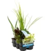 Wasserpflanzen Wasserreinigend 6er-Pack Topf-Ø Ca. 9 Cm 1 Wasserpflanzen Wasserreinigend 6er-Pack Topf-Ø Ca. 9 Cm -Günstiges Heissner Geschäft 4017442038788 4883 1