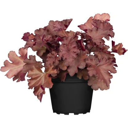 GROW By OBI Purpurglöckchen Ca. 17 Cm Heuchera Meristeme 3 GROW By OBI Purpurglöckchen Ca. 17 Cm Heuchera Meristeme