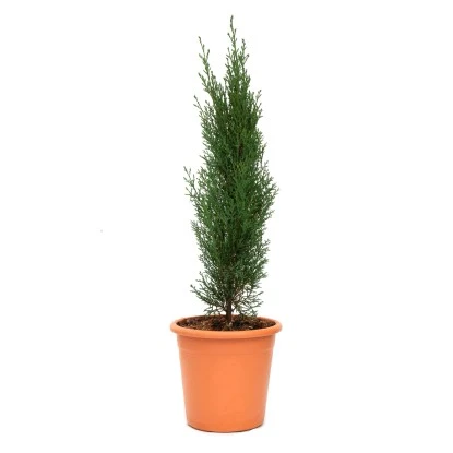 GROW By OBI Säulen-Zypresse "Totem" Topf Ca. 5 L Cupressus Sempervirens 3 GROW By OBI Säulen-Zypresse "Totem" Topf Ca. 5 L Cupressus Sempervirens