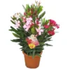 GROW By OBI Oleander Busch Tricolor Topf-Ø Ca. 17 Cm Nerium -Günstiges Heissner Geschäft 4017442044147 3358 S 01