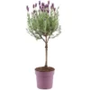 GROW By OBI Lavendel "Anouk" Auf Stamm Topf-Ø Ca. 15 Cm Lavandula Stoechas -Günstiges Heissner Geschäft 4017442045854 4883 01