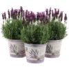 OBI Lavendel "Anouk" Im Bedruckten Zinkgefäß Topf-Ø Ca. 15 Cm Lavandula Stoechas