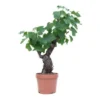 GROW By OBI Bonsai-Weinrebe 40 Cm Topf Ca. 6 L Vitis Vinifera -Günstiges Heissner Geschäft 4017442046479 4104 S 01