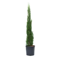 GROW By OBI Toskana-Zypresse Ca. 80/100 Cm Topf Ca. 10 L Cupressus Sempervirens