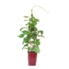 GROW By OBI Kiwi "Solo" Topf Ca. 6 L Actinidia Chinensis -Günstiges Heissner Geschäft 4017442052258 4104 S 01