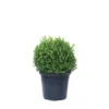 GROW By OBI Buchsbaum "Faulkner" Ca. 40 Cm Topf Ca. 15 L Buxus Microphylla -Günstiges Heissner Geschäft 4017442052609 4104 S 01