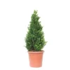 GROW By OBI Buchsbaum "Faulkner" Ca. 90 Cm Topf Ca. 15 L Buxus Microphylla -Günstiges Heissner Geschäft 4017442052616 4104 S 01