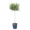 GROW By OBI Olivenbaum Halbstamm Ca. 80 Cm Topf Ca. 18 L Olea Europaea