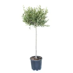 GROW By OBI Olivenbaum Halbstamm Ca. 80 Cm Topf Ca. 18 L Olea Europaea