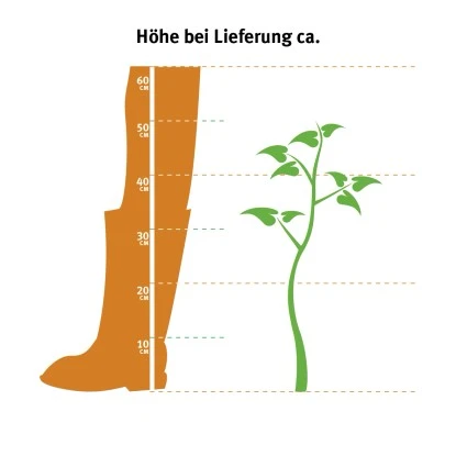 GROW By OBI Bauernhortensie "Saxon Schloss Wackerbarth" Ca. 30 - 40 Cm 4 GROW By OBI Bauernhortensie "Saxon Schloss Wackerbarth" Ca. 30 - 40 Cm – Bild 2