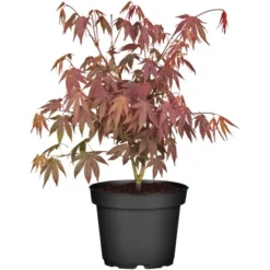 OBI Fächerahorn "Bloodgood" Höhe Ca. 40 - 50 Cm Topf Ca. 3 L Acer