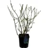 Heidelbeere "Chandler" Höhe 30 - 40 Cm Topf-Ø 3 L Vaccinium