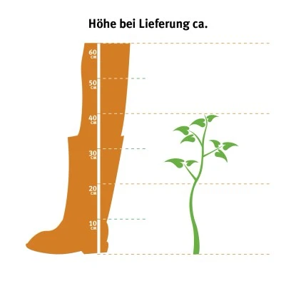 Eibe Set à 40 Stück Höhe Ca. 80 - 100 Cm Ballenware Taxus Baccata 8 Eibe Set à 40 Stück Höhe Ca. 80 - 100 Cm Ballenware Taxus Baccata – Bild 6