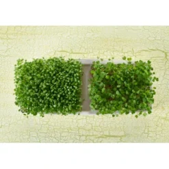 Sperli Grünsprossen-Duo-Anzuchtschale -Günstiges Heissner Geschäft 423874 4161 85014 4