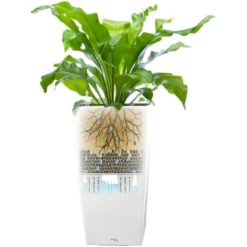 Pflanzwerk® Pflanzkübel Square 19 Cm X 10 Cm X 10 Cm Shiny Weiß 11 Pflanzwerk® Pflanzkübel Square 19 Cm X 10 Cm X 10 Cm Shiny Weiß -Günstiges Heissner Geschäft 4250871645558 11001500 5