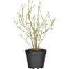 GROW By OBI Heidelbeere "Bluetta" Höhe Ca. 40 - 50 Cm Topf-Ø Ca. 3 L Vaccinium -Günstiges Heissner Geschäft 433180 3358 1