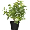 GROW By OBI Heidelbeere "Brigitta" Höhe Ca. 40 - 50 Cm Topf Ca. 3 L Vaccinium -Günstiges Heissner Geschäft 433181 3358 1