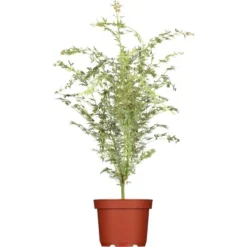 OBI Fächerahorn "Butterfly" Höhe Ca. 40 - 60 Cm Top-Ø Ca. 19 CmAcer