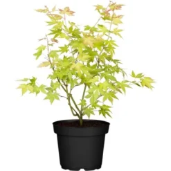 OBI Fächerahorn "Orange Dream" Höhe Ca. 40 - 60 Cm Top-Ø Ca. 19 CmAcer