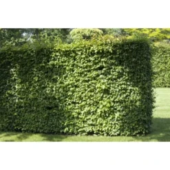 Rotbuche Set à 100 Stück Höhe Ca. 80 - 100 Cm Topf Ca. 2 L Fagus Sylvatica -Günstiges Heissner Geschäft 4374872 3358 2 4