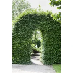 Rotbuche Set à 100 Stück Höhe Ca. 80 - 100 Cm Topf Ca. 2 L Fagus Sylvatica -Günstiges Heissner Geschäft 4374872 3358 3 2