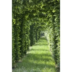 Rotbuche Set à 50 Stück Höhe Ca. 80 - 100 Cm Topf Ca. 2 L Fagus Sylvatica -Günstiges Heissner Geschäft 4374872 3358 4 3